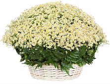 Цветочная композиция из Ромашки в корзине #REPLACE_PRED# Бижбуляк